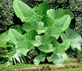 Colocasia gigantea Thailand Giant Thai Giant Elephant Ear Huge Leaf Live Bulbs I52960