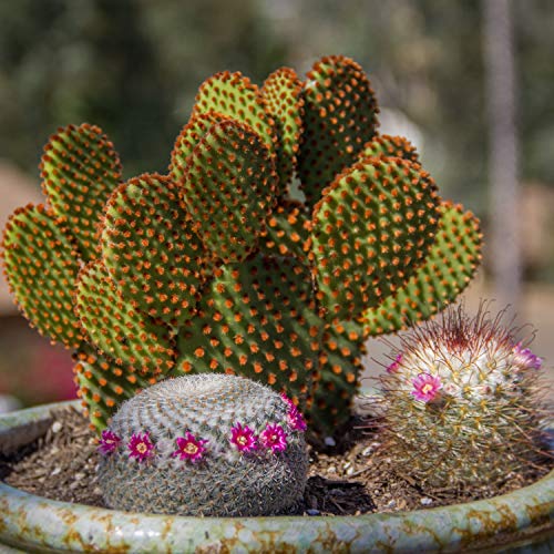 Assorted Cactus Plants Live Succulents (3 Pack) Y917368