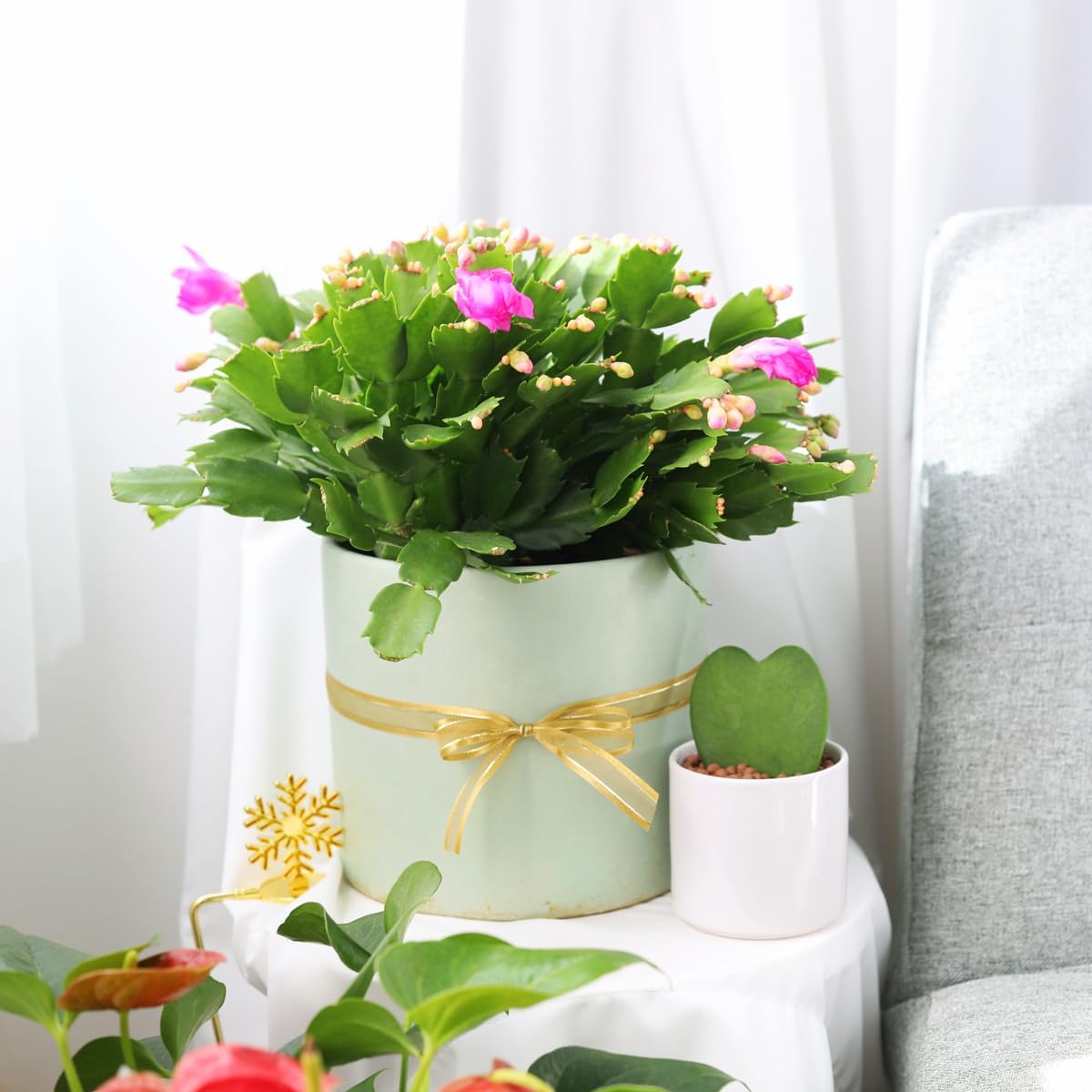 Christmas Cactus (4-inch Plastic Pot) Live Cactus Y595709