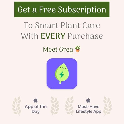 Christmas Cactus Live Indoor Houseplant 6-Inch Pot Z922