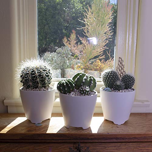 Assorted Cactus Plants Live Succulents (3 Pack) Y917368