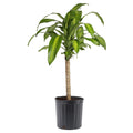 Green Mass Cane Plant in 10in. Grower Pot M972