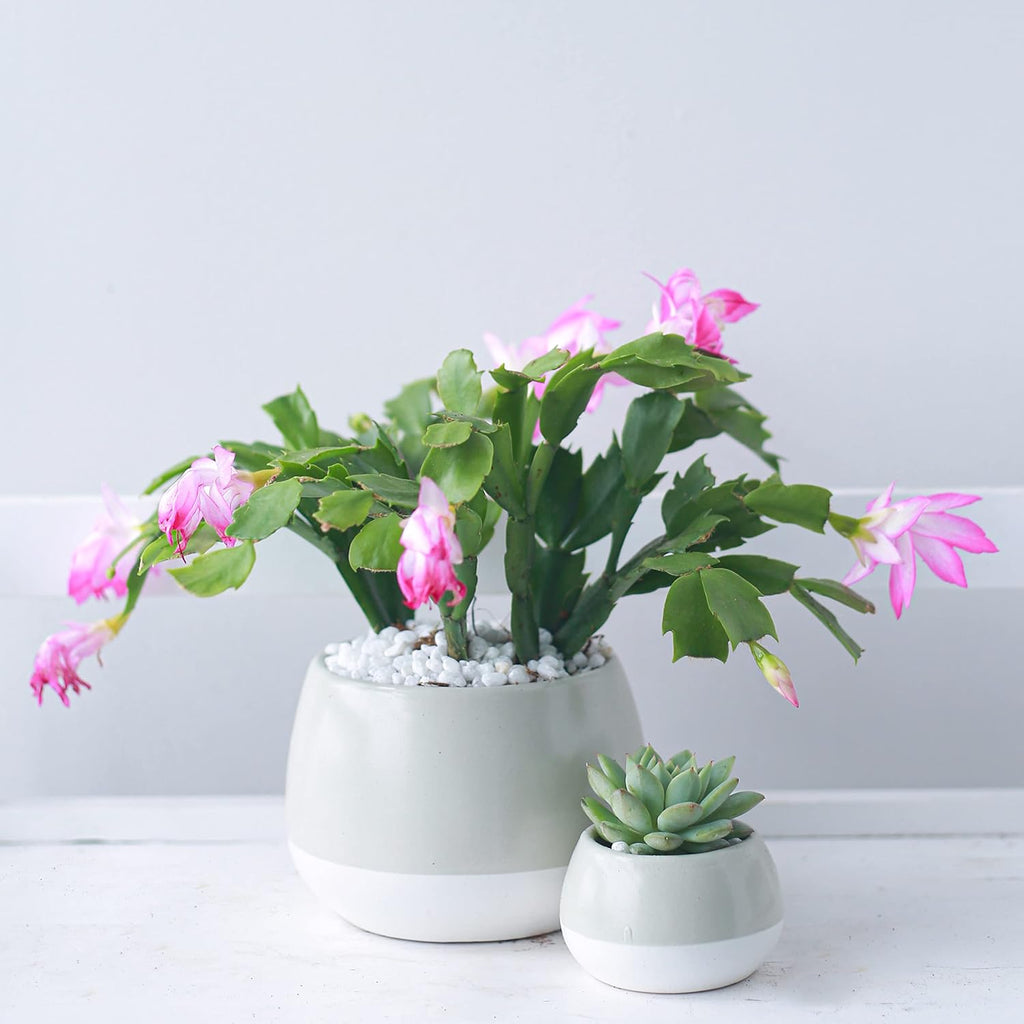 Christmas Cactus (4-inch Plastic Pot) Live Cactus Y595709