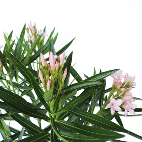 Oleander Bush, Semi Dwarf, Petite Pink, Flowering Landscape Shrub, 10-Inch Pot, Live Outdoor Plant, 3-4ft Max Height, Hardy Evergreen Landscape Shrub Q734
