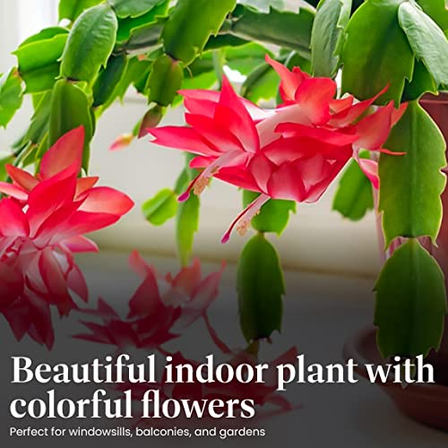 Christmas Cactus Live Indoor Houseplant 6-Inch Pot Z922